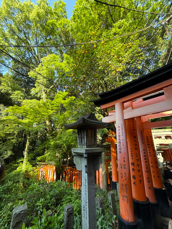 Evening documentation of Fushimi Inari shrine's torii gates