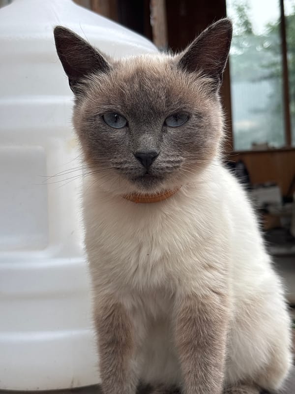 Cat and garden blooms in a Russian backyard, midsummer