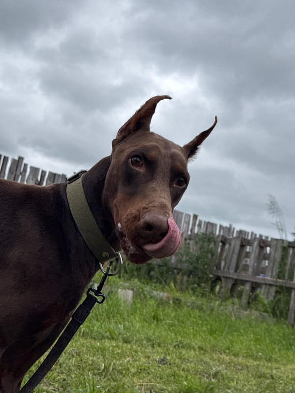 Doberman plays fetch in Russian yard Thursday morning