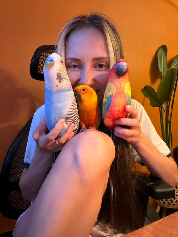 Colorful stuffed parrots on display in a Khimki home office