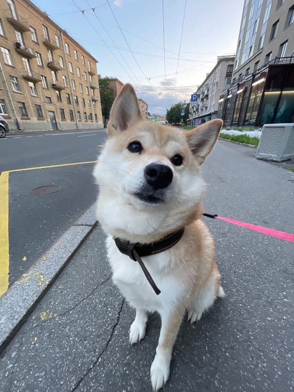 Dogs, bus stops, and street life in Saint Petersburg