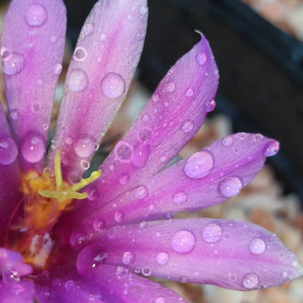 Bangkok resident photographs water-covered flowers in morning session