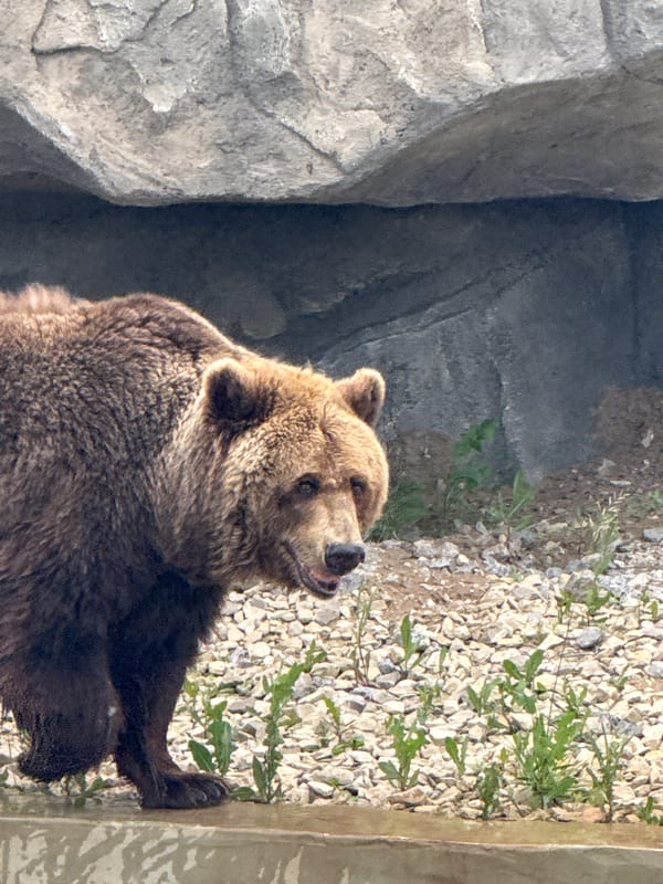 Zoo visit in Perm captures diverse wildlife in enclosures