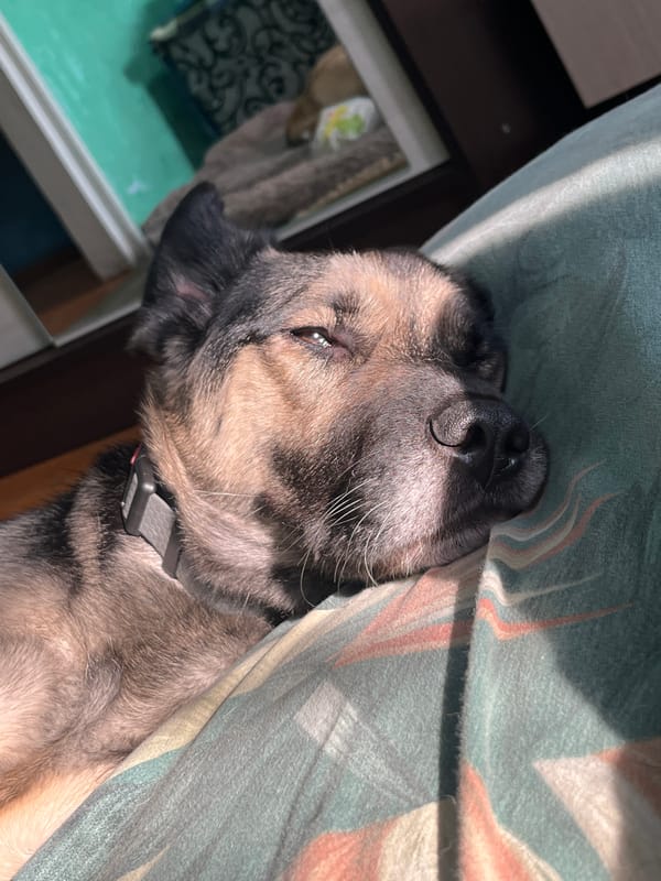 Dog owner documents afternoon with multiple pets in Nizhny Tagil