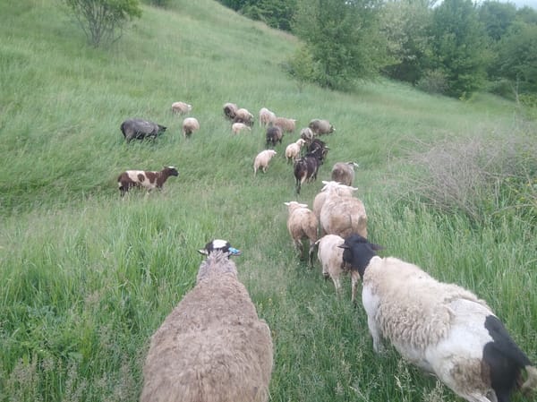 Rural pastoral life documented across morning hours