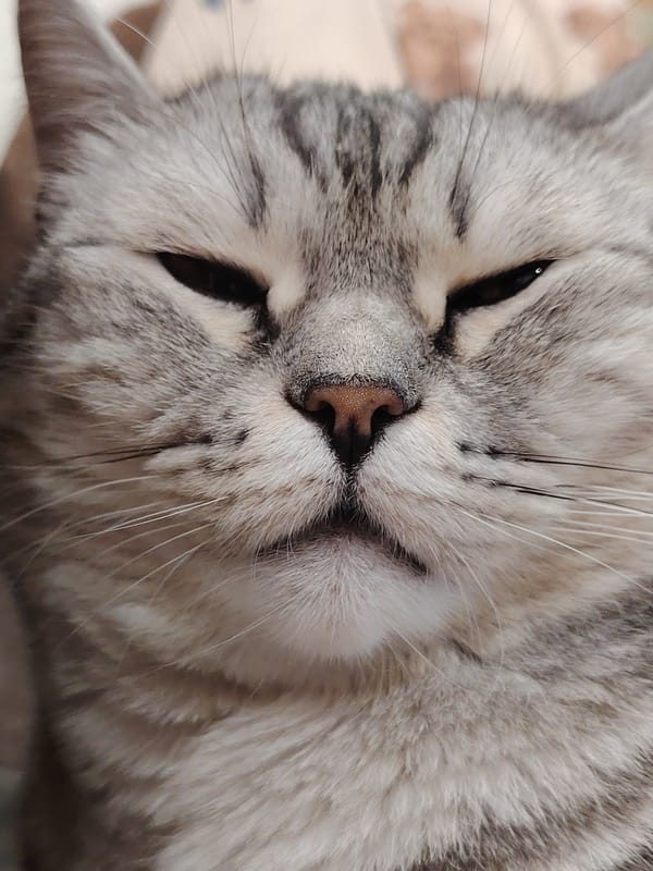 Domestic cats observed in various indoor poses and positions