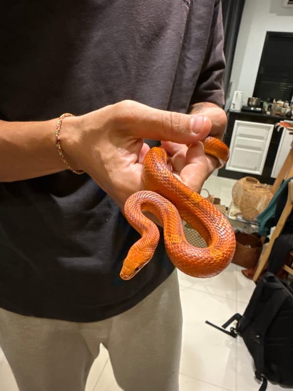 Person handles pet corn snake on Koh Phangan island