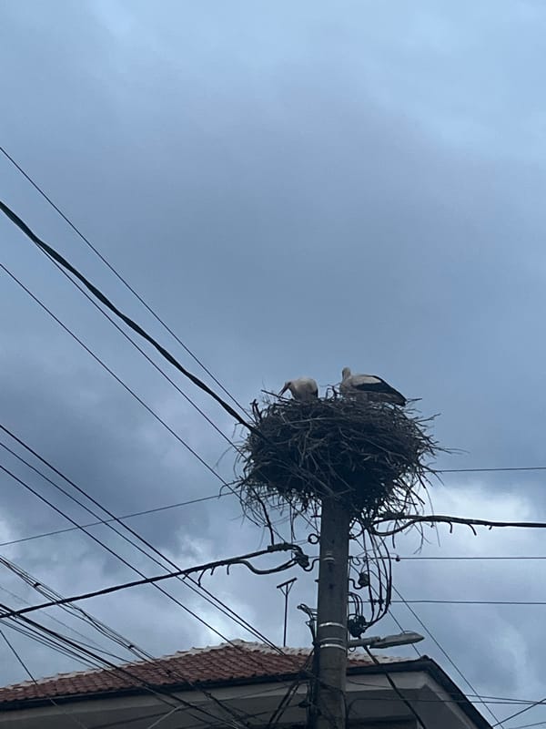 White storks spotted nesting on utility pole in Bulgaria