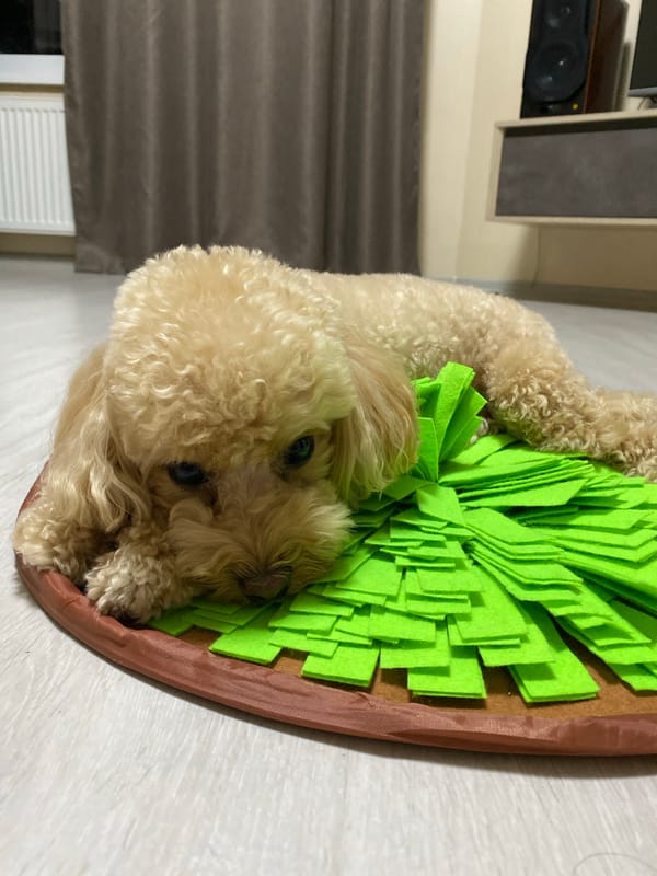 Poodle lounges on a snuffle mat in Kudrovo