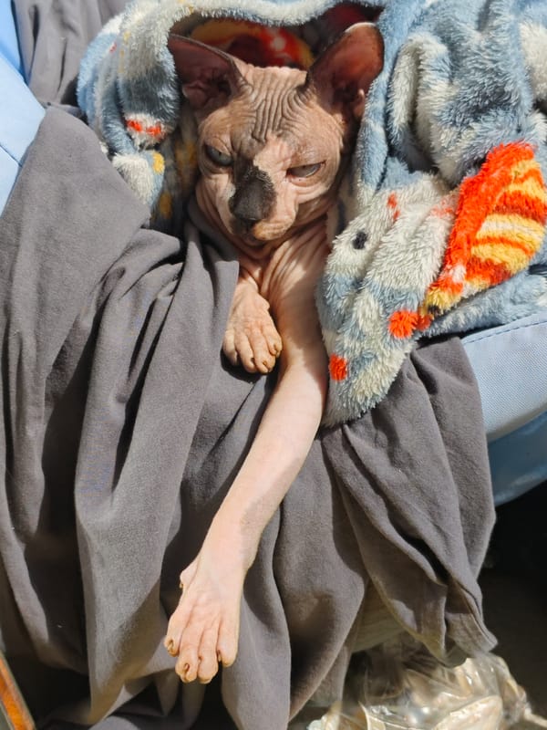 Sphynx cat bundled in blankets spotted in Pyatigorsk