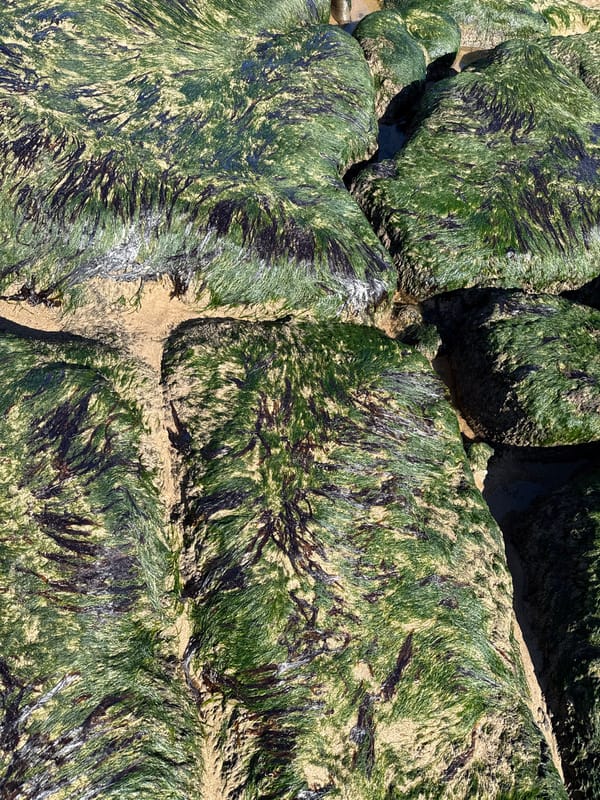 Algae-covered rocks observed on North Tyneside beach
