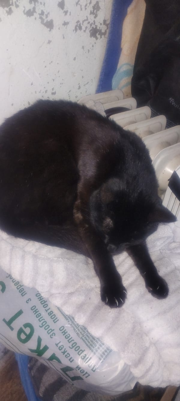 Birthday balloon and a napping black cat at an indoor gathering