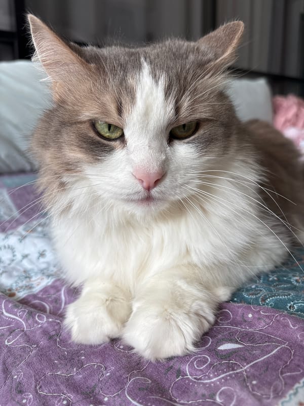 Cat photographed resting indoors, street scenes captured in Ulyanovsk