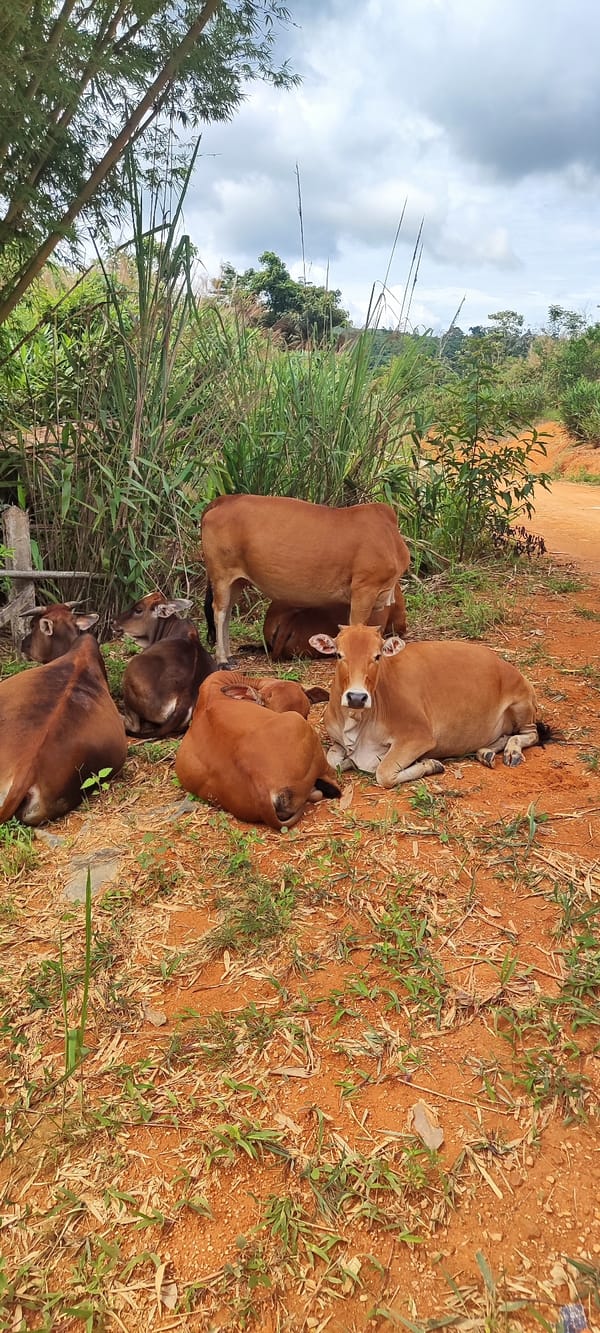Rural village life in Xayden, Laos — livestock, coffee, and construction