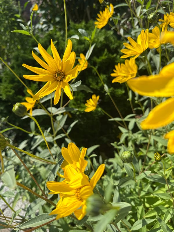 Summer morning on a Krefeld street, flowers and quiet traffic