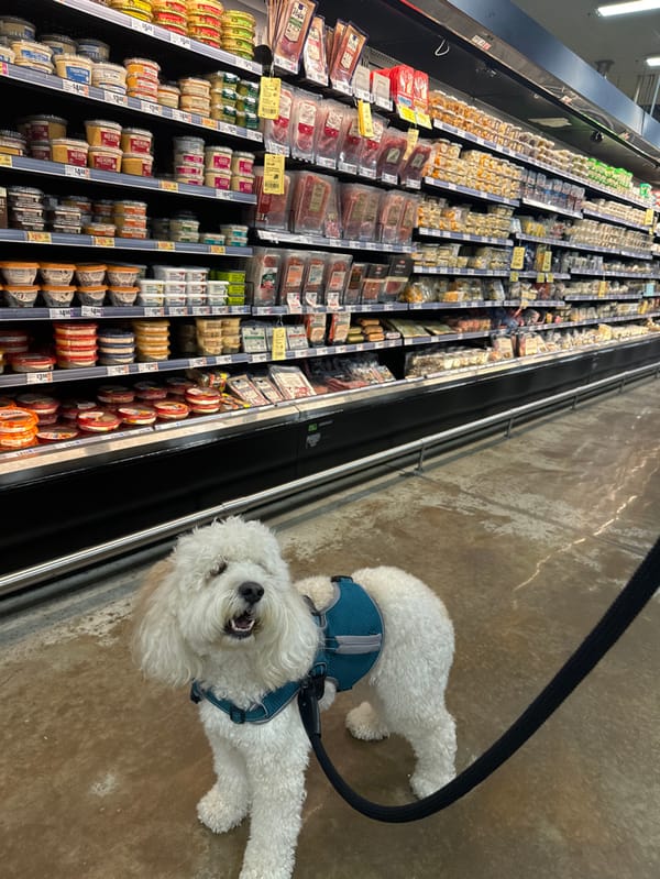 Dog spotted shopping inside McAllen H-E-B supermarket early morning