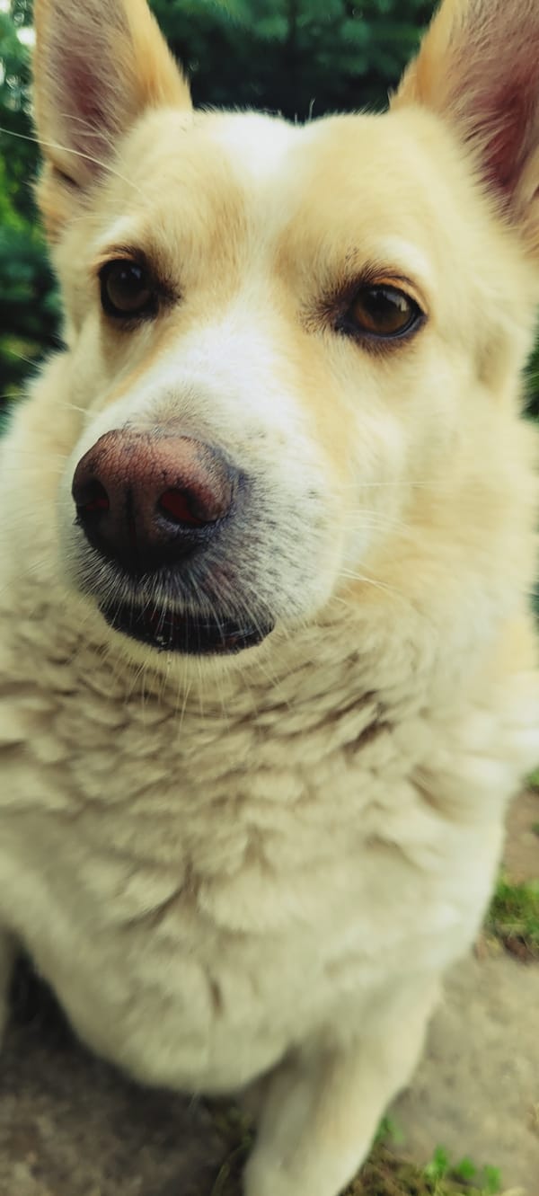 Close-up details of pets, plants, and household objects at home