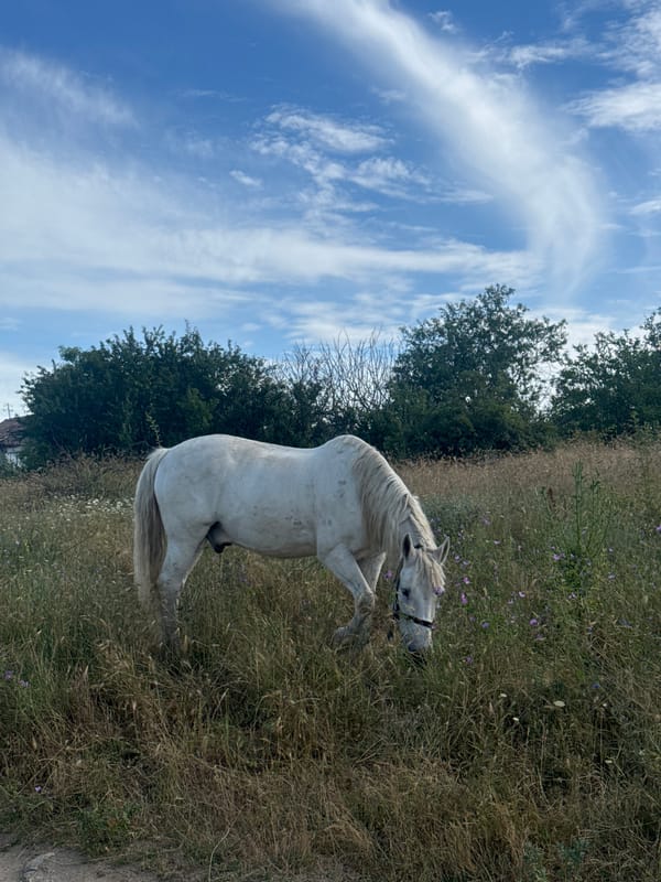White horse grazing in a wildflower field near Varna