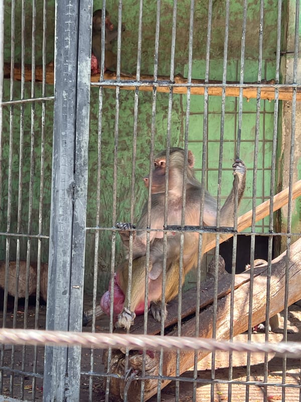 Morning walk through Yerevan Zoo, multiple animals and enclosures