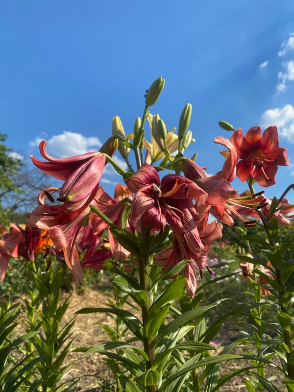 Summer garden blooms and a swallowtail butterfly in Ustyvytsia