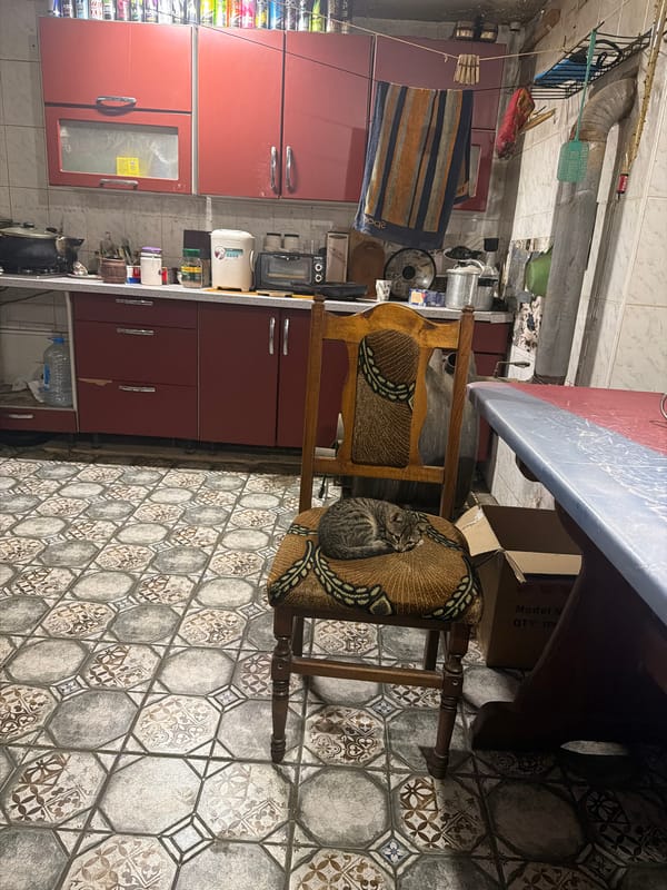 Sleeping cat in a kitchen, covered workshop interior nearby