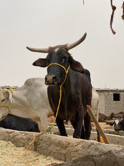 Morning livestock market operates in rural Afghanistan