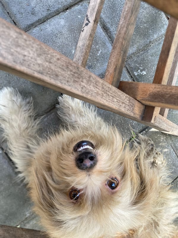 Scruffy dog lounges on a tiled patio in Mengwi, Bali