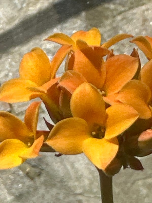 Spring flowers bloom in Varna residential garden