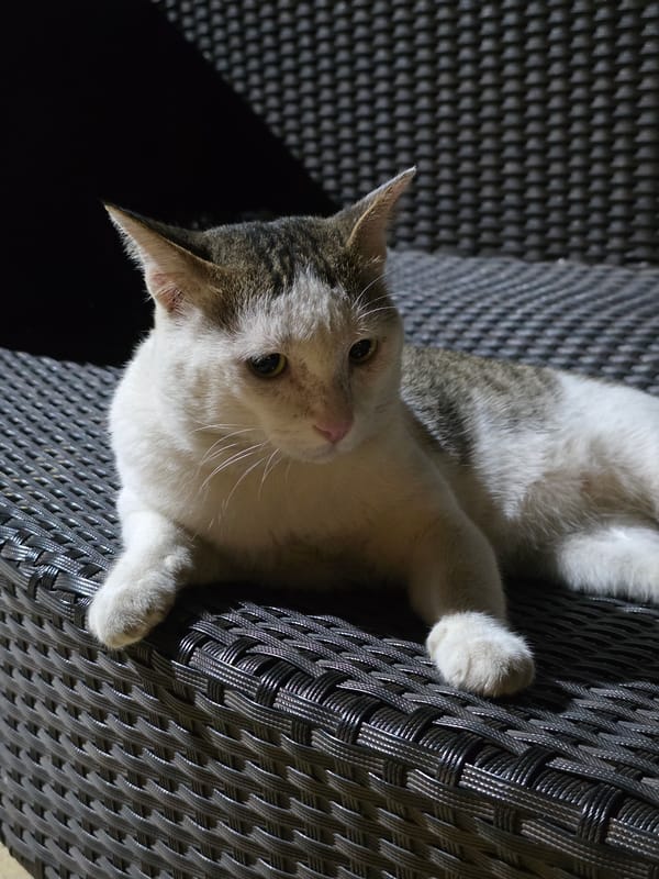 Tabby cat photographed on furniture in Pattaya, Thailand