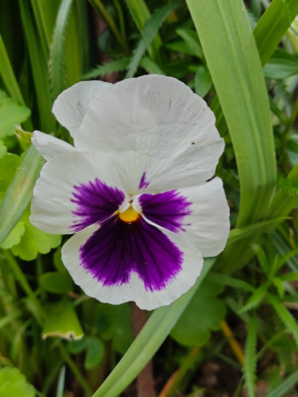 Garden flowers documented in pre-dawn botanical survey session
