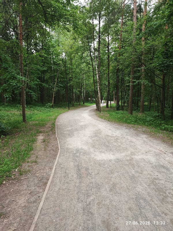 Gravel path curves into dense forest cover
