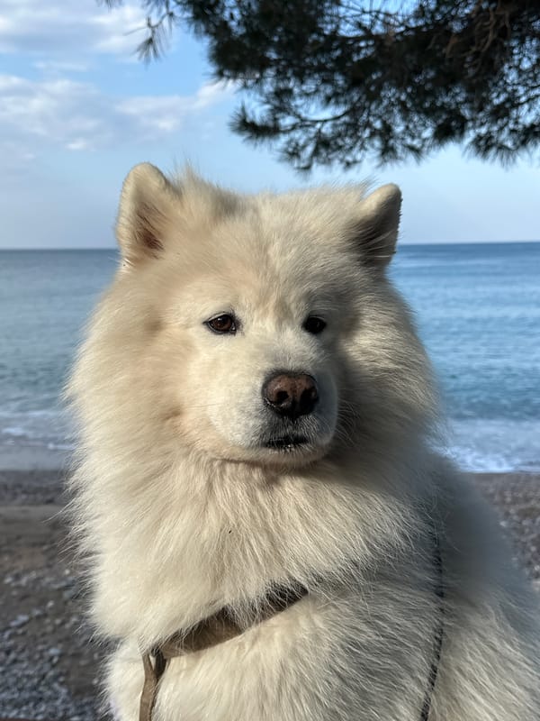 Samoyed dog photographed in morning portraits in Šušanj, Montenegro