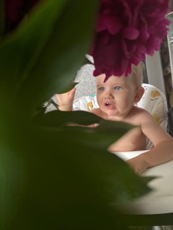 Moscow morning: peonies, a toddler, dogs, and rooftop birds