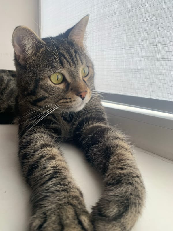 Tabby cat on a windowsill, up close and relaxed