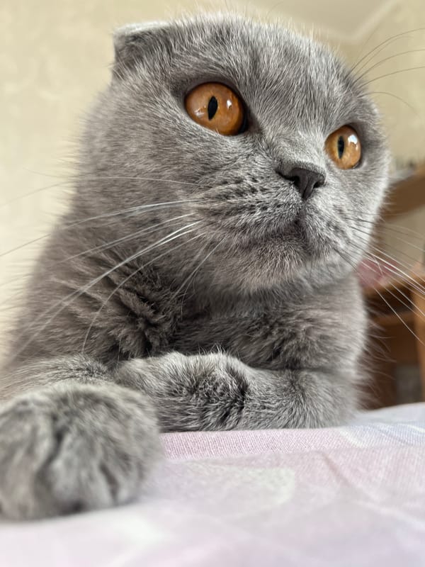 Morning cat and courtyard scenes captured in Hrodna