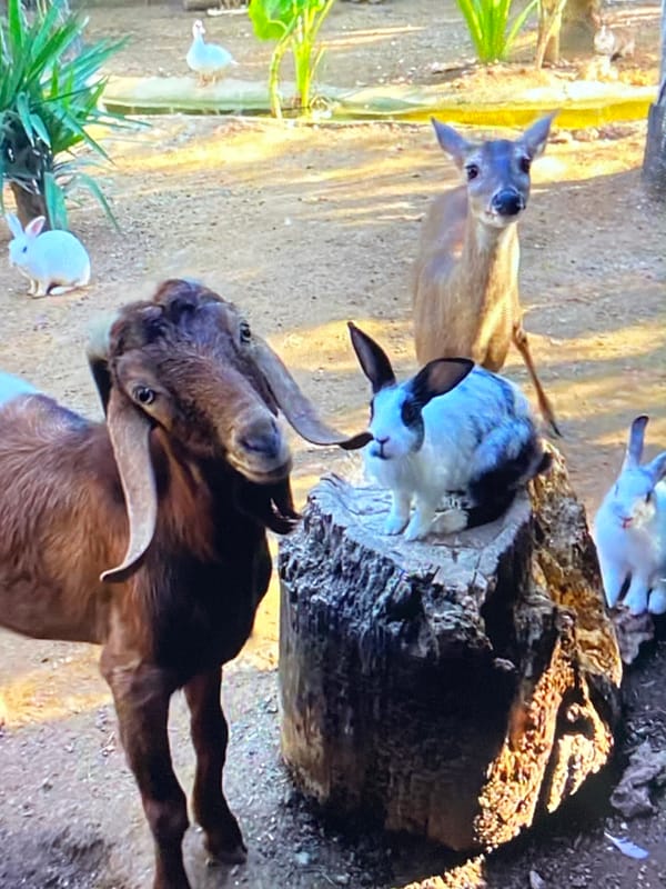 Animals interact at Tinaquillo facility during evening hours