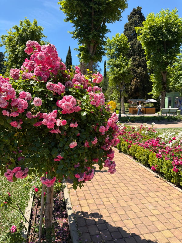 Sunny morning through Sochi's parks, gardens, and riverside spots
