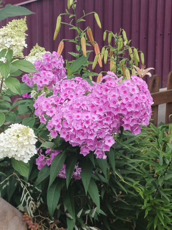Summer blooms and scooter rides outside Kurgan apartments