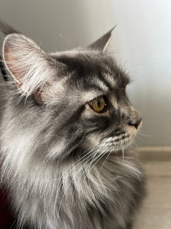 Cat owner documents playful morning moments with Maine Coon