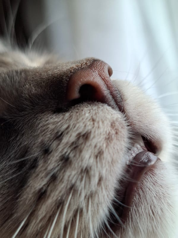Cat photographed in close-up showing nose and teeth