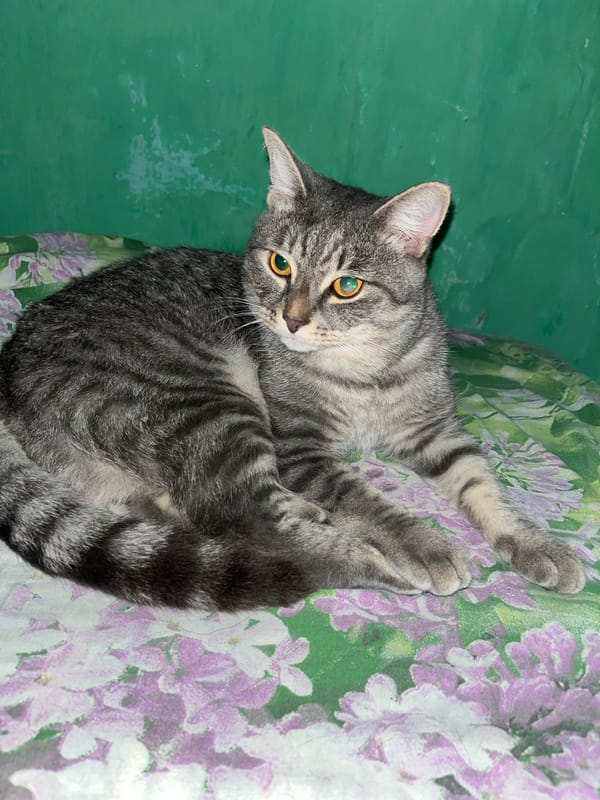 Cats and dogs at rest in a Nizhny Tagil home