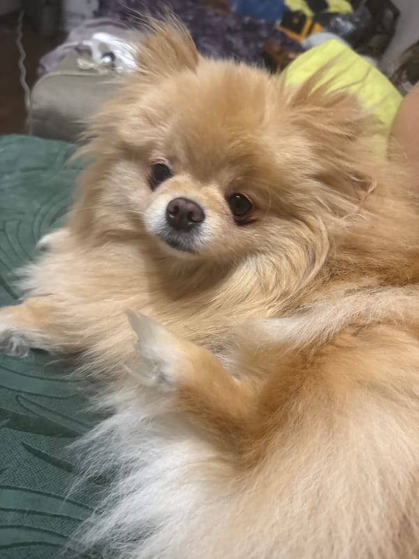 Pomeranian naps and cuddles on a green surface indoors