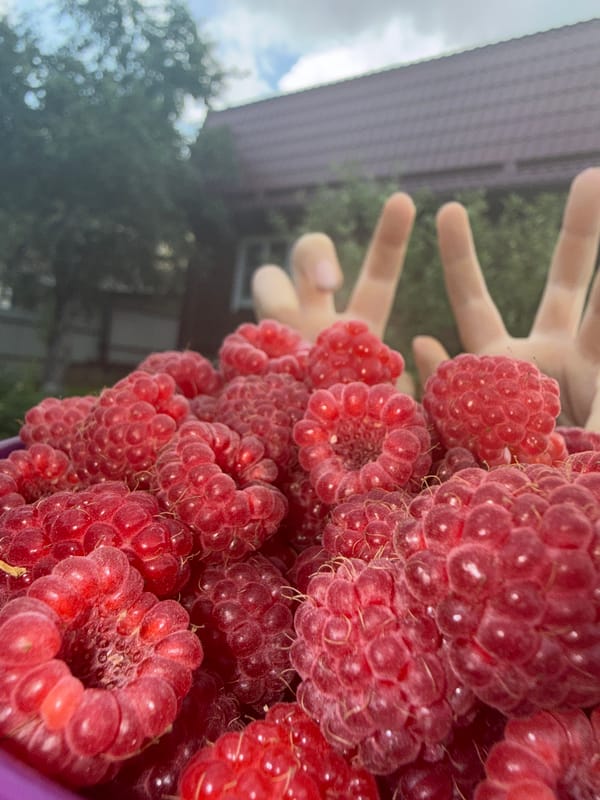 Fresh raspberry harvest overflows a container in Dmitrov backyard