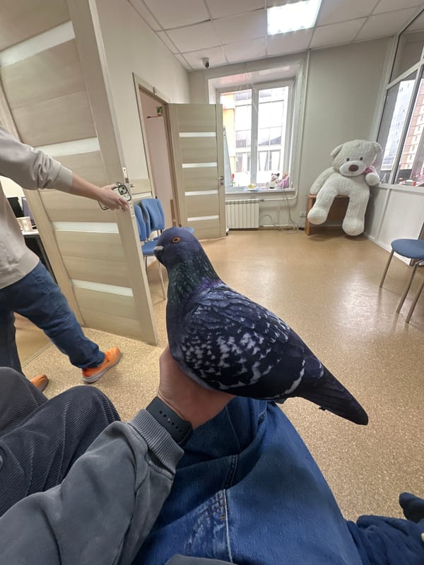 Pigeon perches on person's arm indoors in Krasnoyarsk