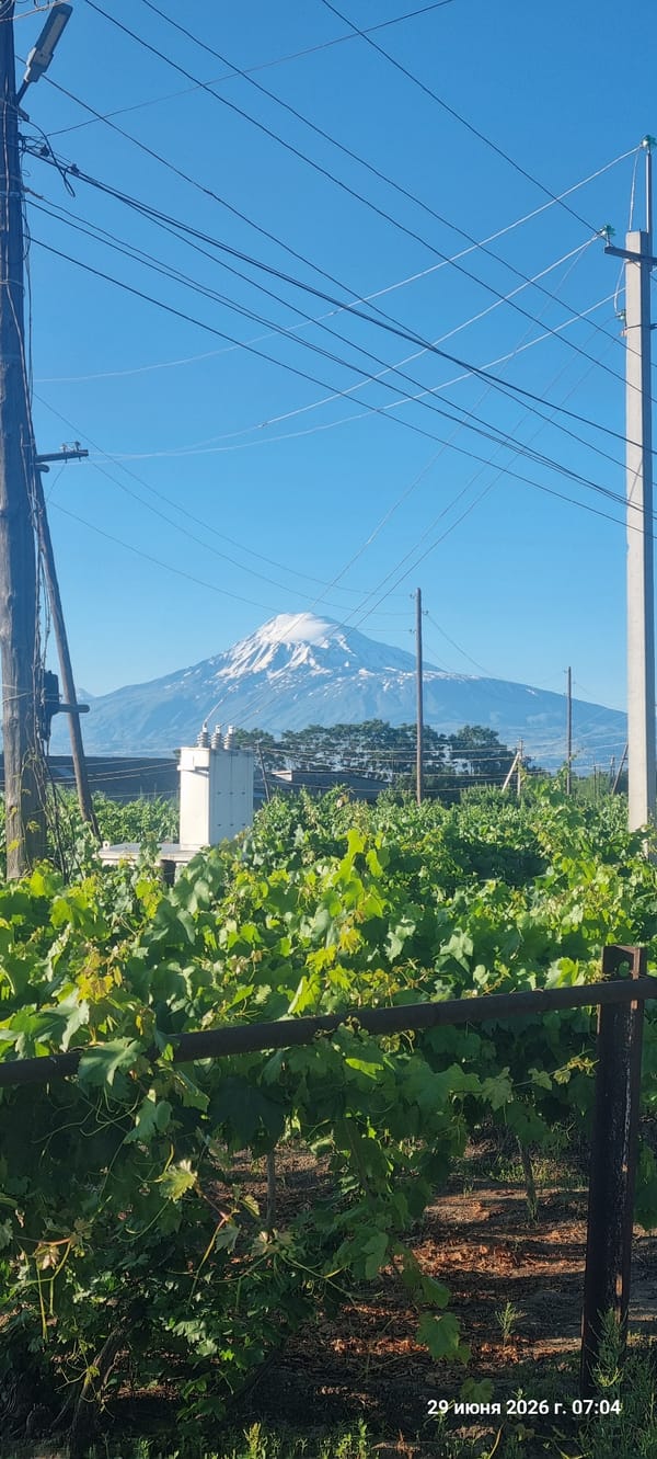 Vineyards and walnut trees near Alashkert with Ararat in view