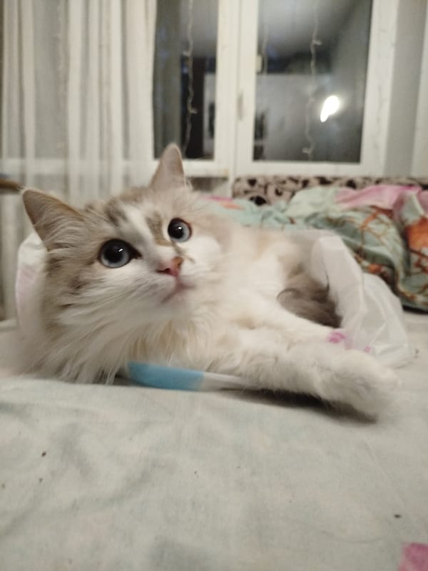 Cats doing cat things indoors on a slow afternoon