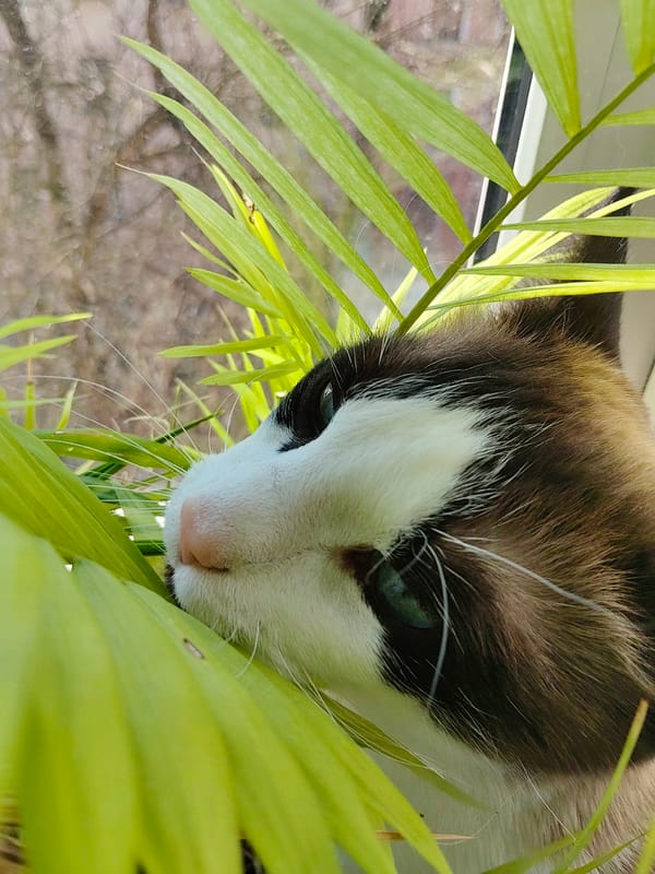 Cat photographed in relaxed poses at Saint Petersburg home