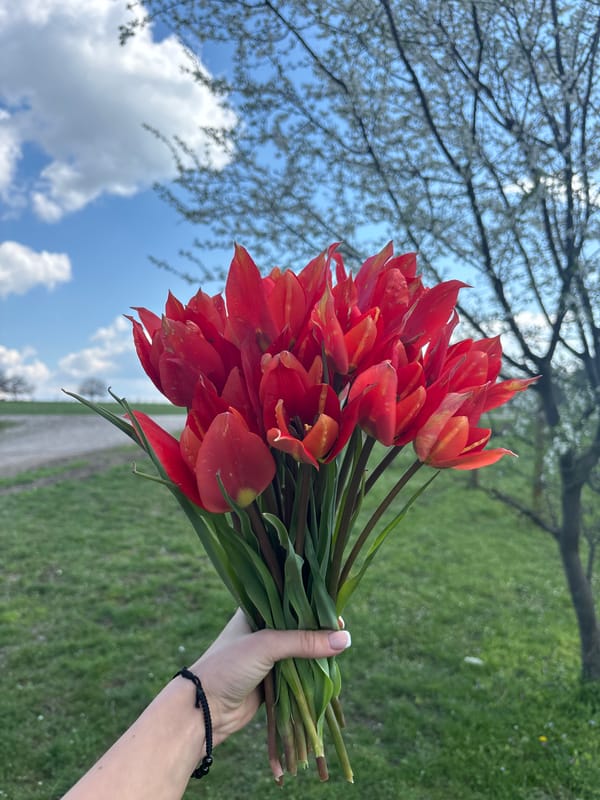 Spring morning pastoral scenes captured in Bulgarian countryside
