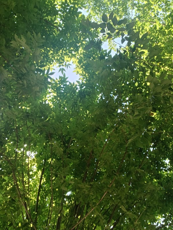 Morning tree canopy view captured in Vagharshapat, Armenia