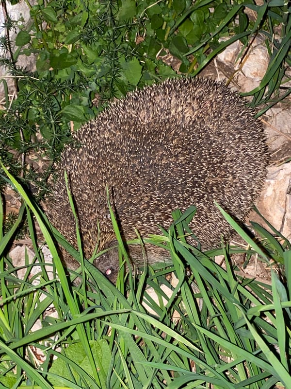 Hedgehogs spotted in urban Budva during evening documentation session